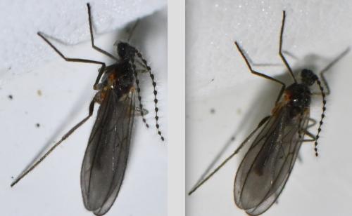 Réf. 315 782 : Lestremiinae inconnu